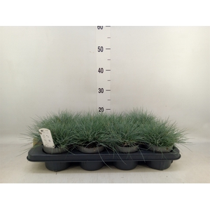 Festuca ovina