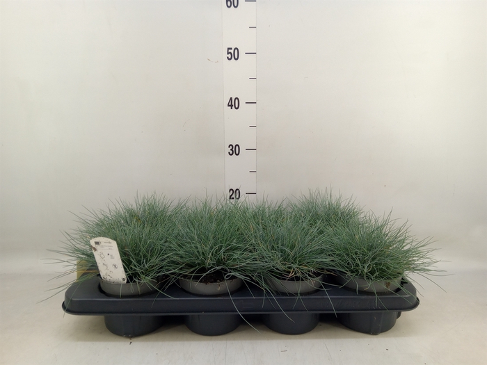 <h4>Festuca ovina</h4>