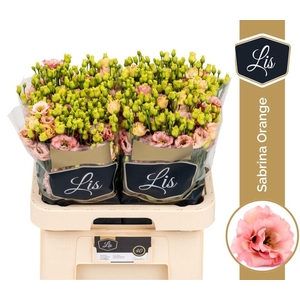 Eus G Sabrina Orange