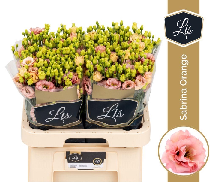 EUS G SABRINA ORANGE