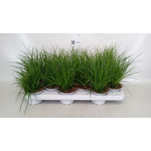 Carex brunnea