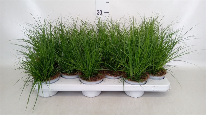 <h4>Carex brunnea</h4>