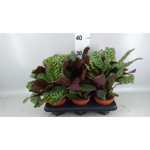Ctenanthe burle-marxii