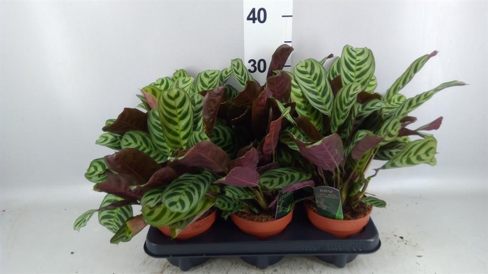 <h4>Ctenanthe burle-marxii</h4>