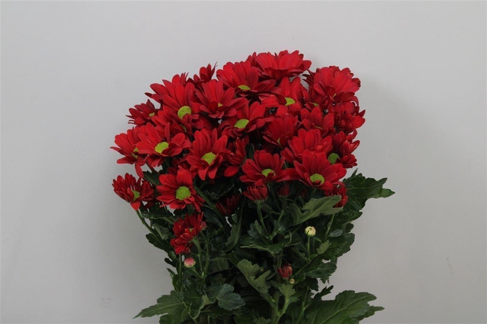 <h4>Chr T Barolo</h4>