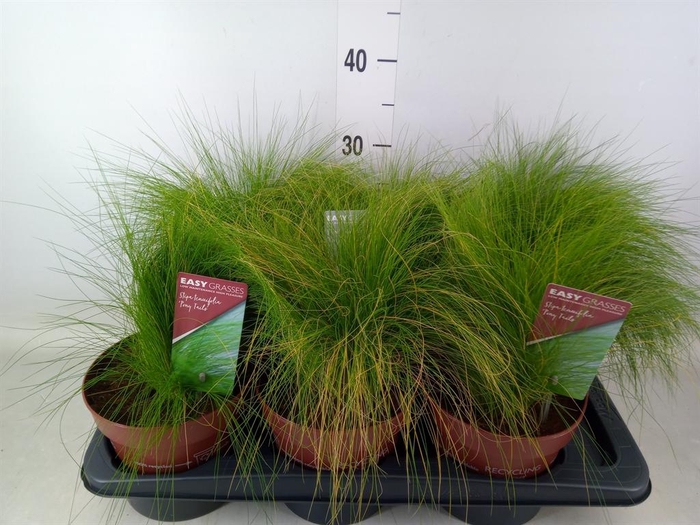 <h4>Stipa tenuifolia</h4>