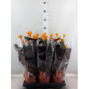 Calathea crocata