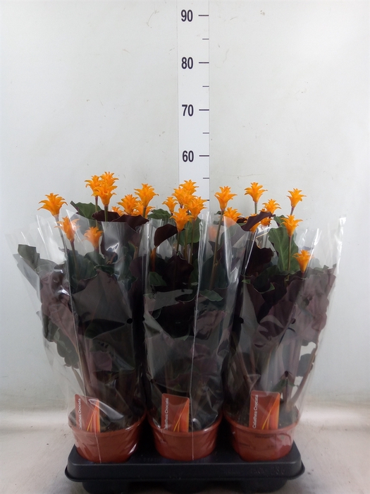 <h4>Calathea crocata</h4>
