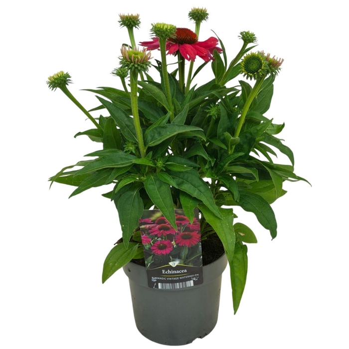 <h4>Echinacea Delicious Candy</h4>