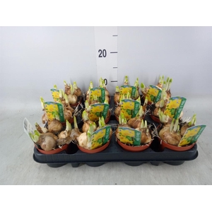 Narcissus  'Tete a tete'