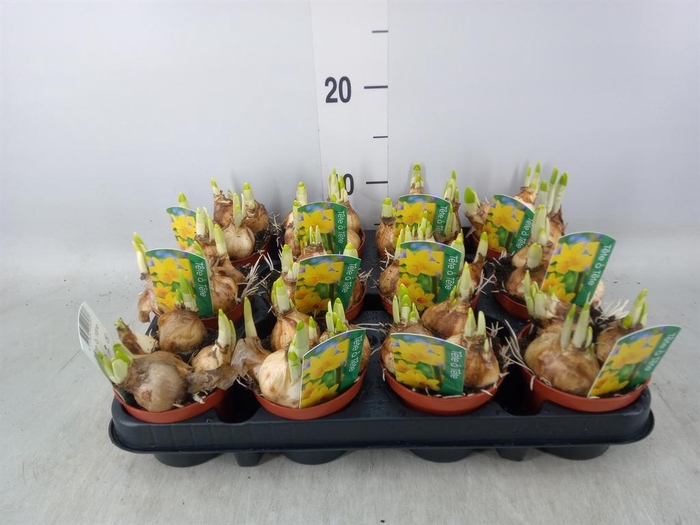 <h4>Narcissus 'Tete a tete'</h4>