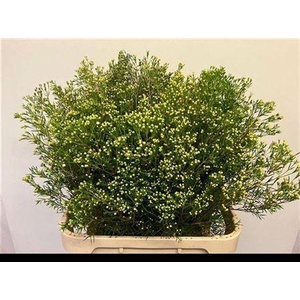 Chame Un Jupite Moon Wit Knop