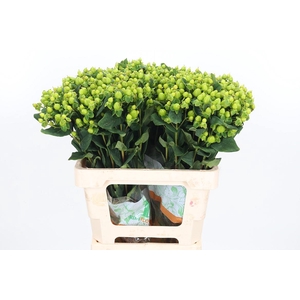 Hyp Mag Green Reviva