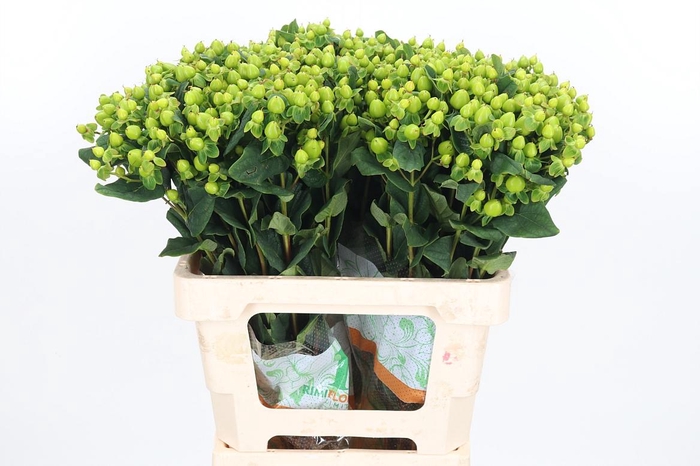 <h4>Hyp Mag Green Reviva</h4>