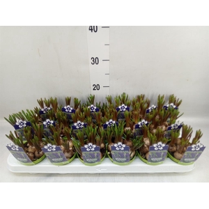 Muscari  'Night Eyes'