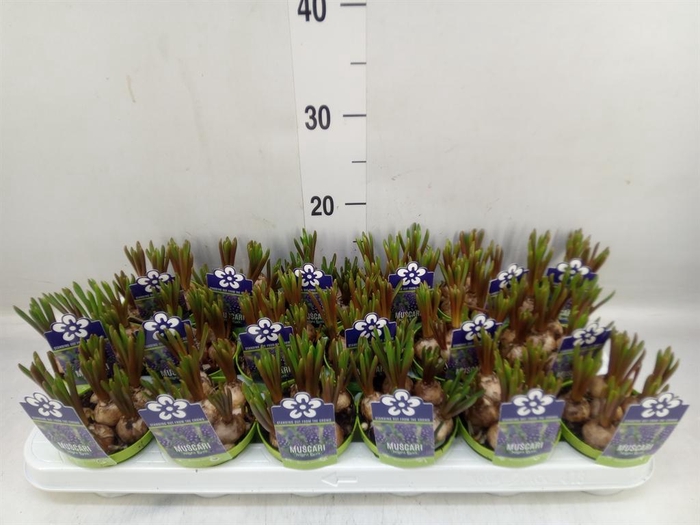 <h4>Muscari  'Night Eyes'</h4>