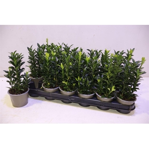 Euonymus Ja Gr Spire