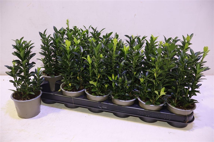 <h4>Euonymus Ja Gr Spire</h4>