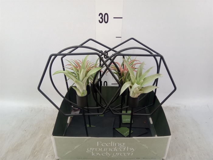 <h4>Arr.  Tillandsia L%</h4>