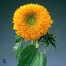 HELIOPSIS HEL SCABRA