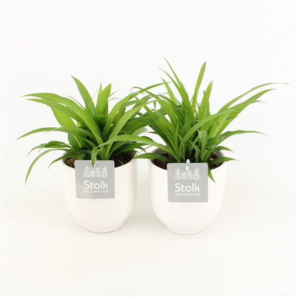 <h4>Chlorophytum Comosmum Lemon in Liv keramiek</h4>