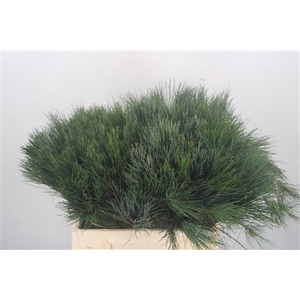 Pinus Strobus P Bunch X20