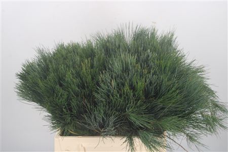 <h4>Pinus Strobus P Bunch X20</h4>