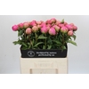 Paeonia Jacorma