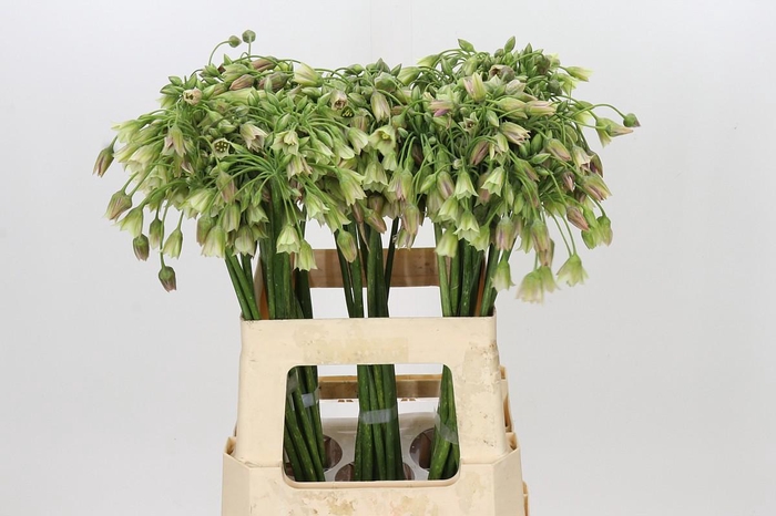 <h4>Allium Nectaroscordum Siculum</h4>