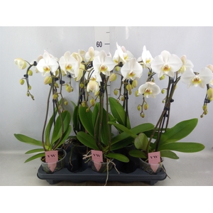 Phalaenopsis  'Ant Leeds'