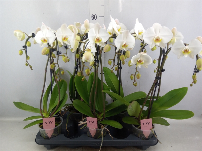 <h4>Phalaenopsis  'Ant Leeds'</h4>