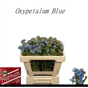 OXY CO TAN PURE BLU