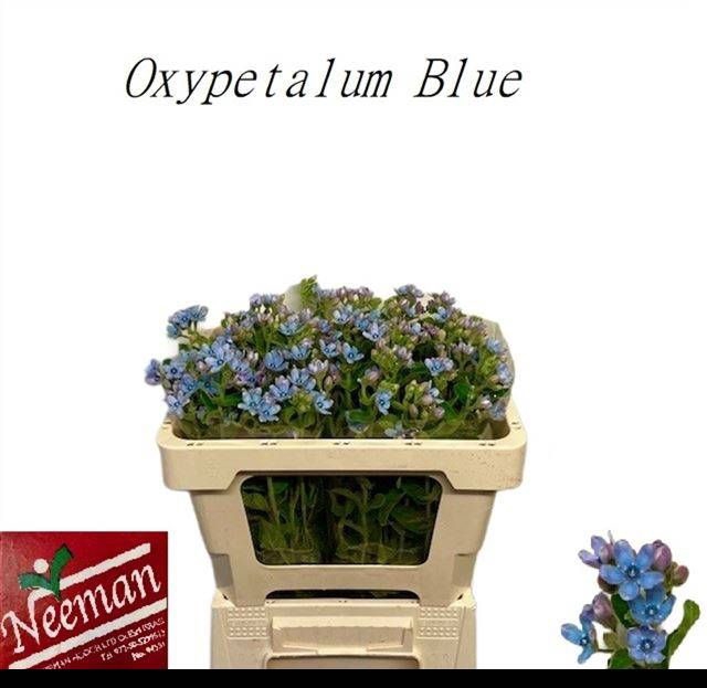 <h4>OXY CO TAN PURE BLU</h4>