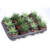 arr8 Haworthia Gem