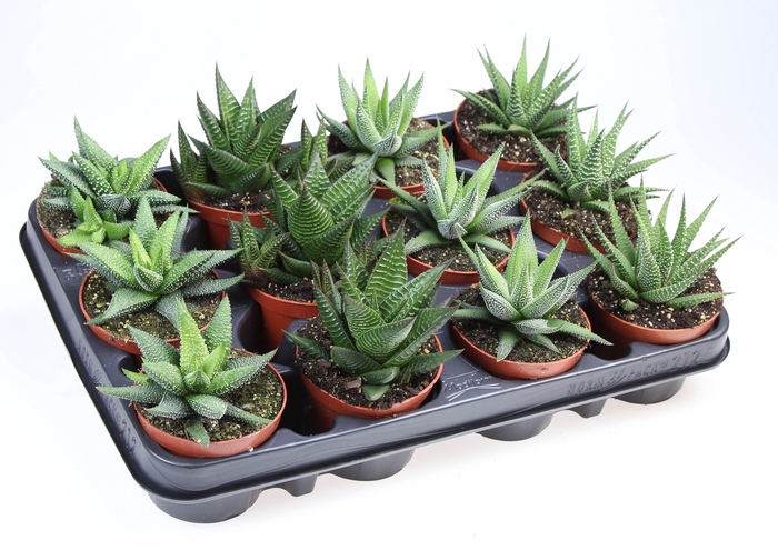 arr8 Haworthia Gem