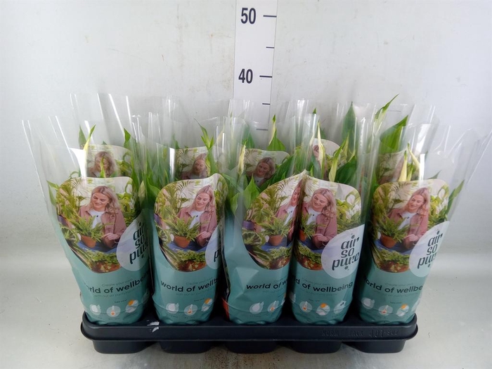<h4>Spathiphyllum  'Bellini'</h4>