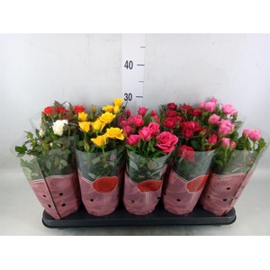 Rosa  'Star Roses'   ...mix 4