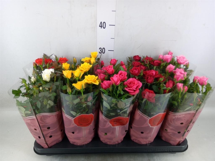 <h4>Rosa  'Star Roses'   ...mix 4</h4>