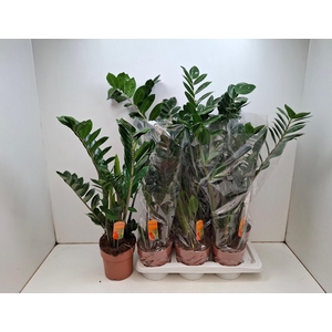ZAMIO ZAMIIFOLIA