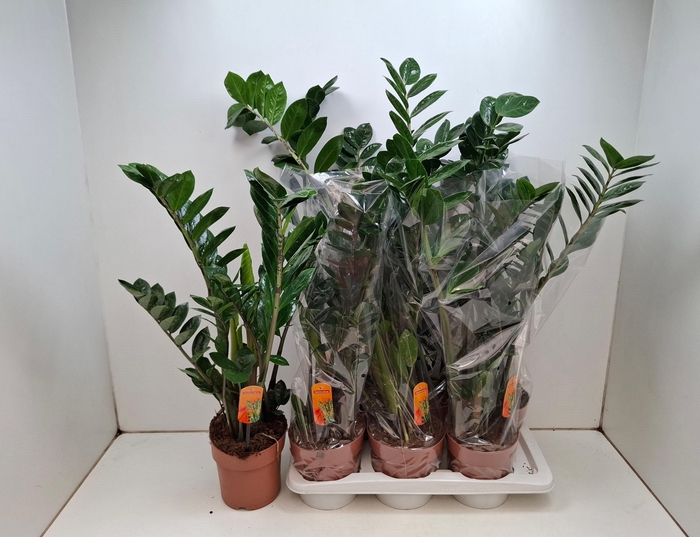 <h4>ZAMIO ZAMIIFOLIA</h4>