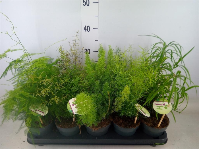 <h4>Asparagus   ...mix</h4>