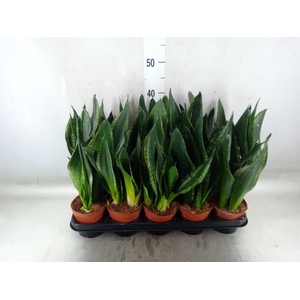 Sansevieria trifa.   ...