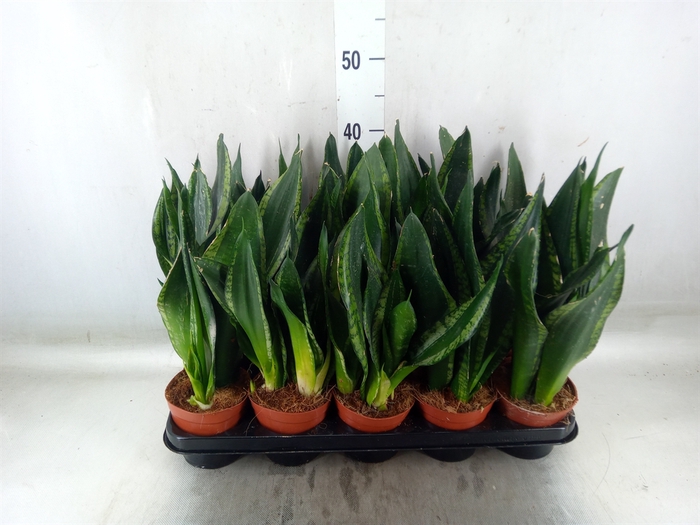 <h4>Sansevieria trifa.   ...</h4>