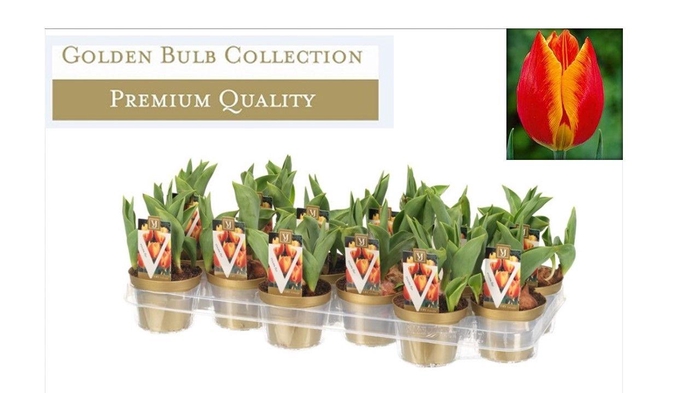 <h4>Tulipa 'Flair'</h4>