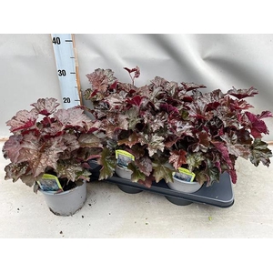 HEUCH MI PALACE PURP