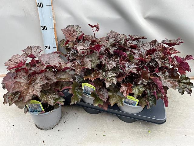 <h4>HEUCH MI PALACE PURP</h4>