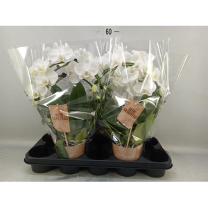 Phalaenopsis   ...