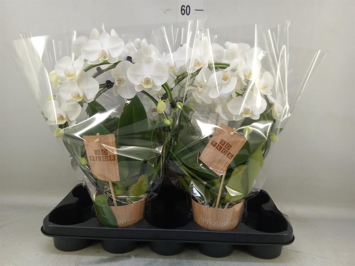 <h4>Phalaenopsis   ...</h4>