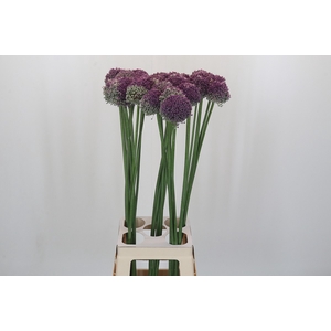 Allium Lilac Dome