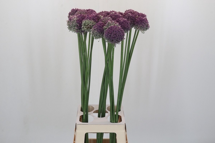 <h4>Allium Lilac Dome</h4>